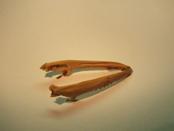 Media type: image;   Herpetology R-18364